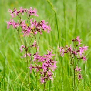 ragged robin seeds (lychnis flos cuculi)