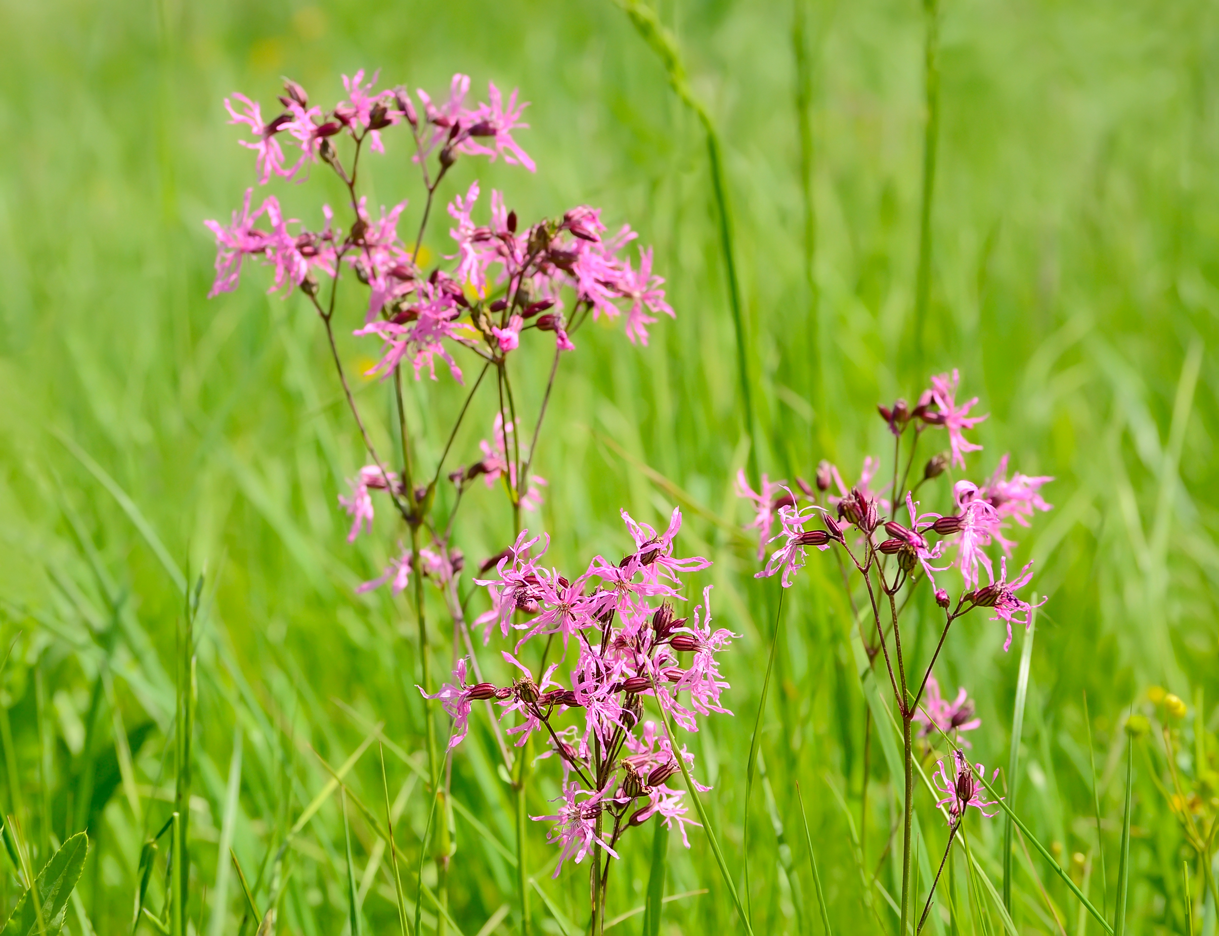 ragged robin seeds (lychnis flos cuculi)