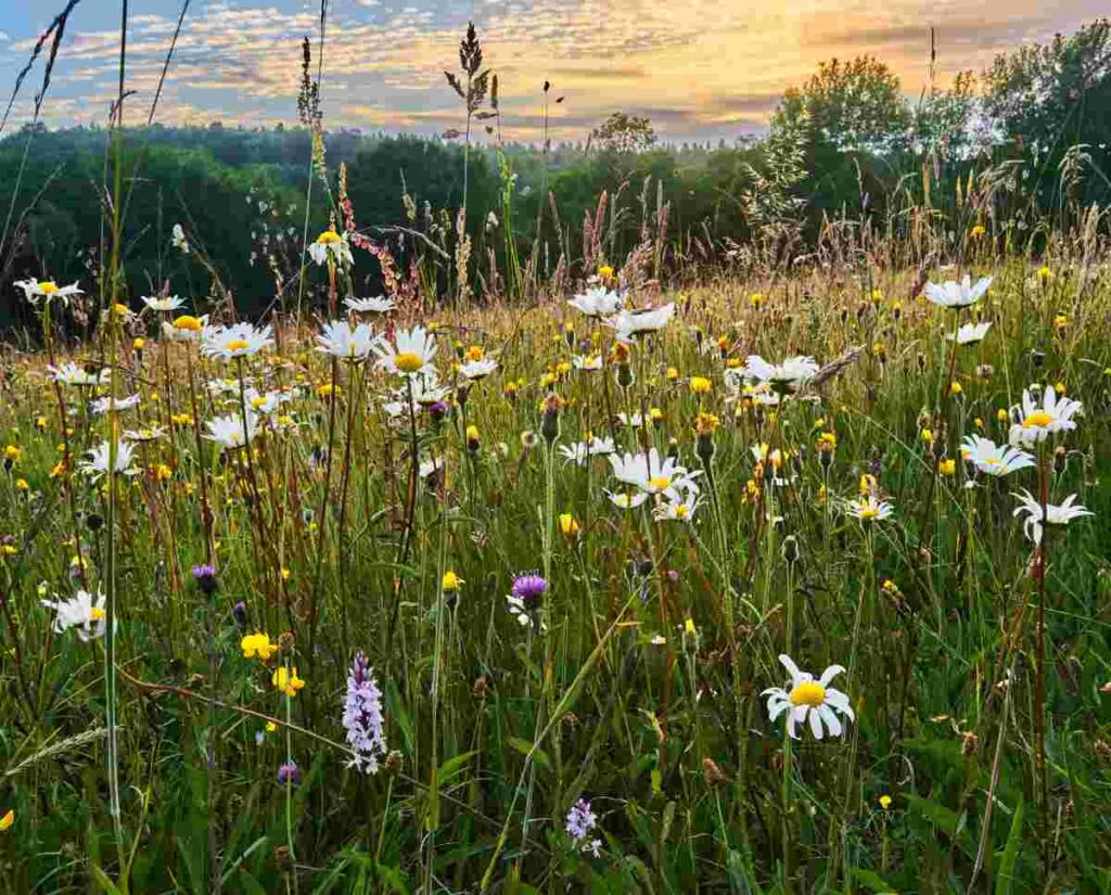 take a wildflower meadow home holiday let mid wales