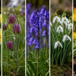 woodland wildflower bulb collection