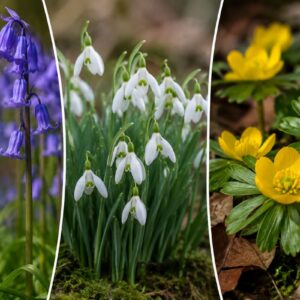Wild-native-bulb-collection