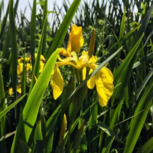 yellow flag iris seeds (iris pseudacorus)