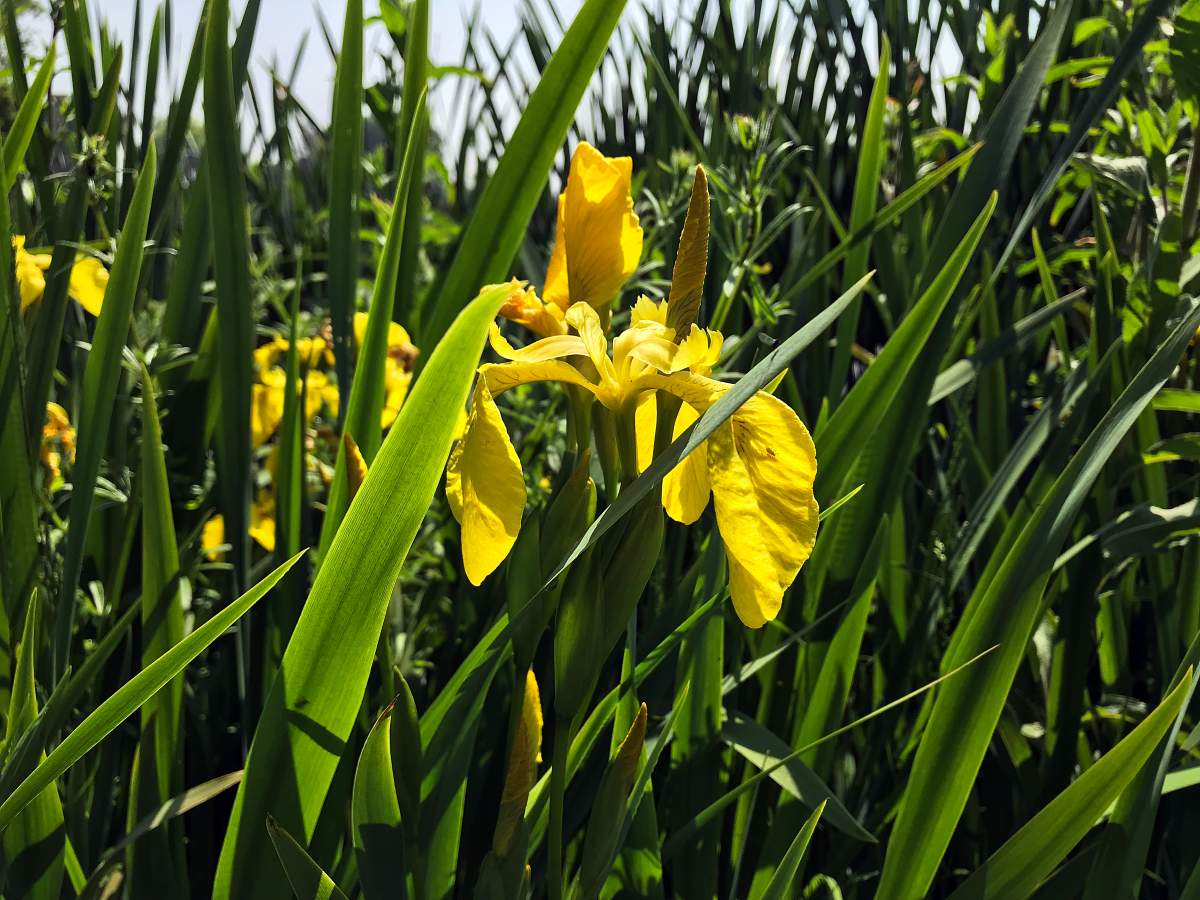 yellow flag iris seeds (iris pseudacorus)