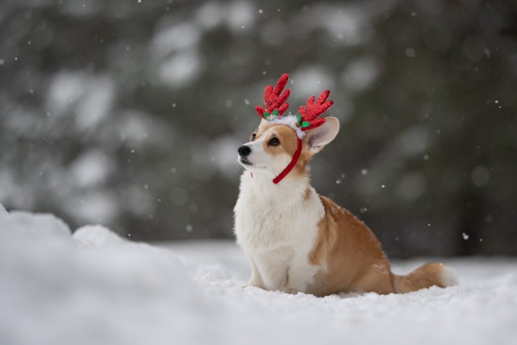 A corgi dog in the snow wearing reindeer antlers.