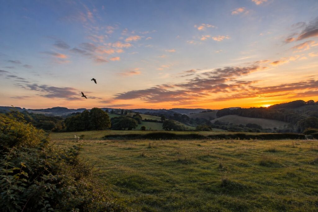 dusk bats cambrian farmland wildlife