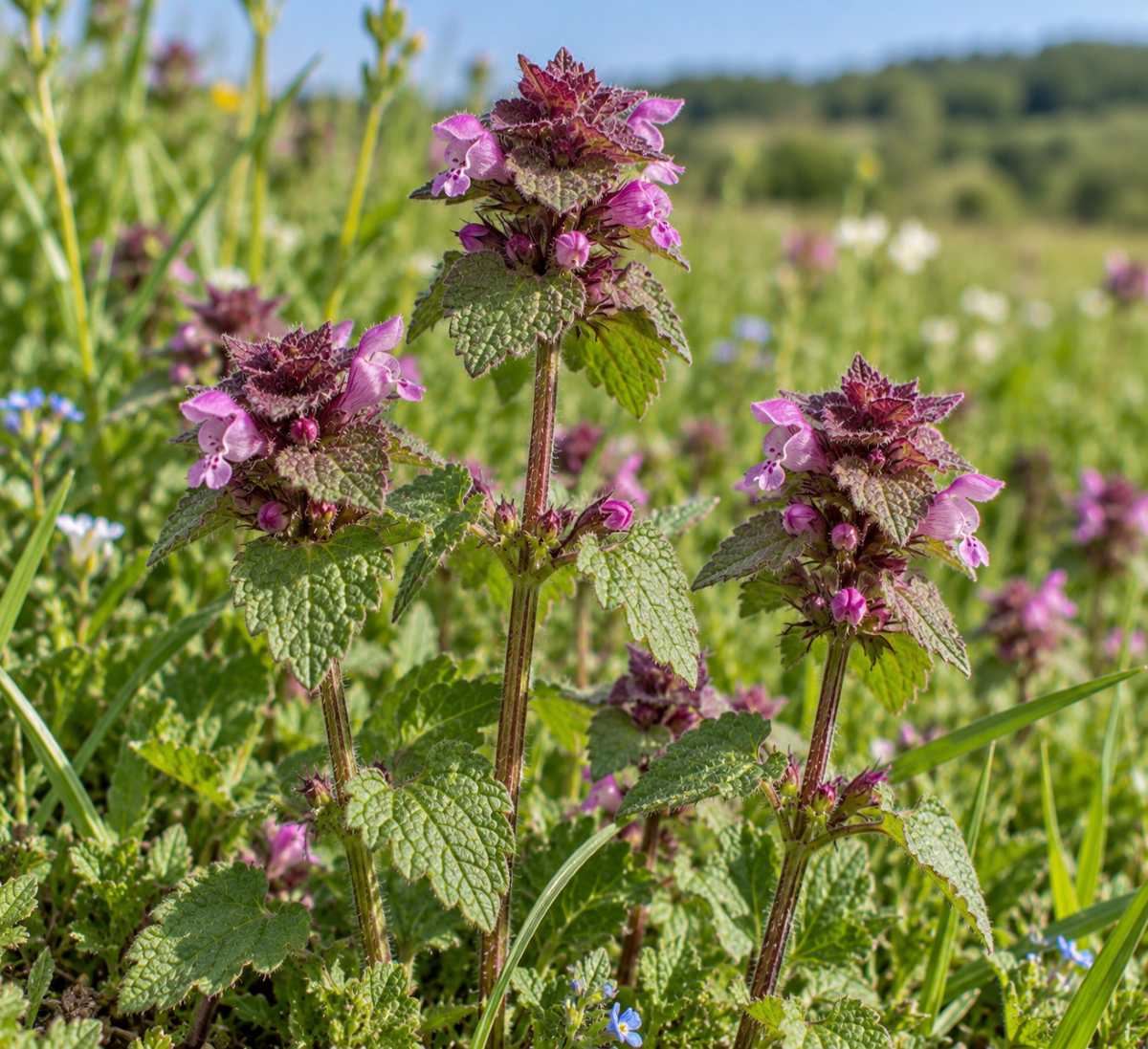 red deadnettle seeds (lamium purpureum)