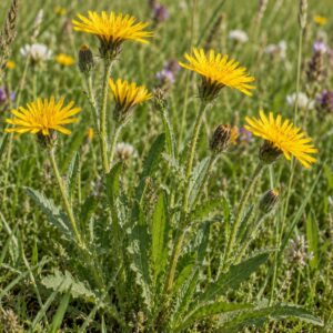 rough hawkbit seeds (leontodon hispidus)