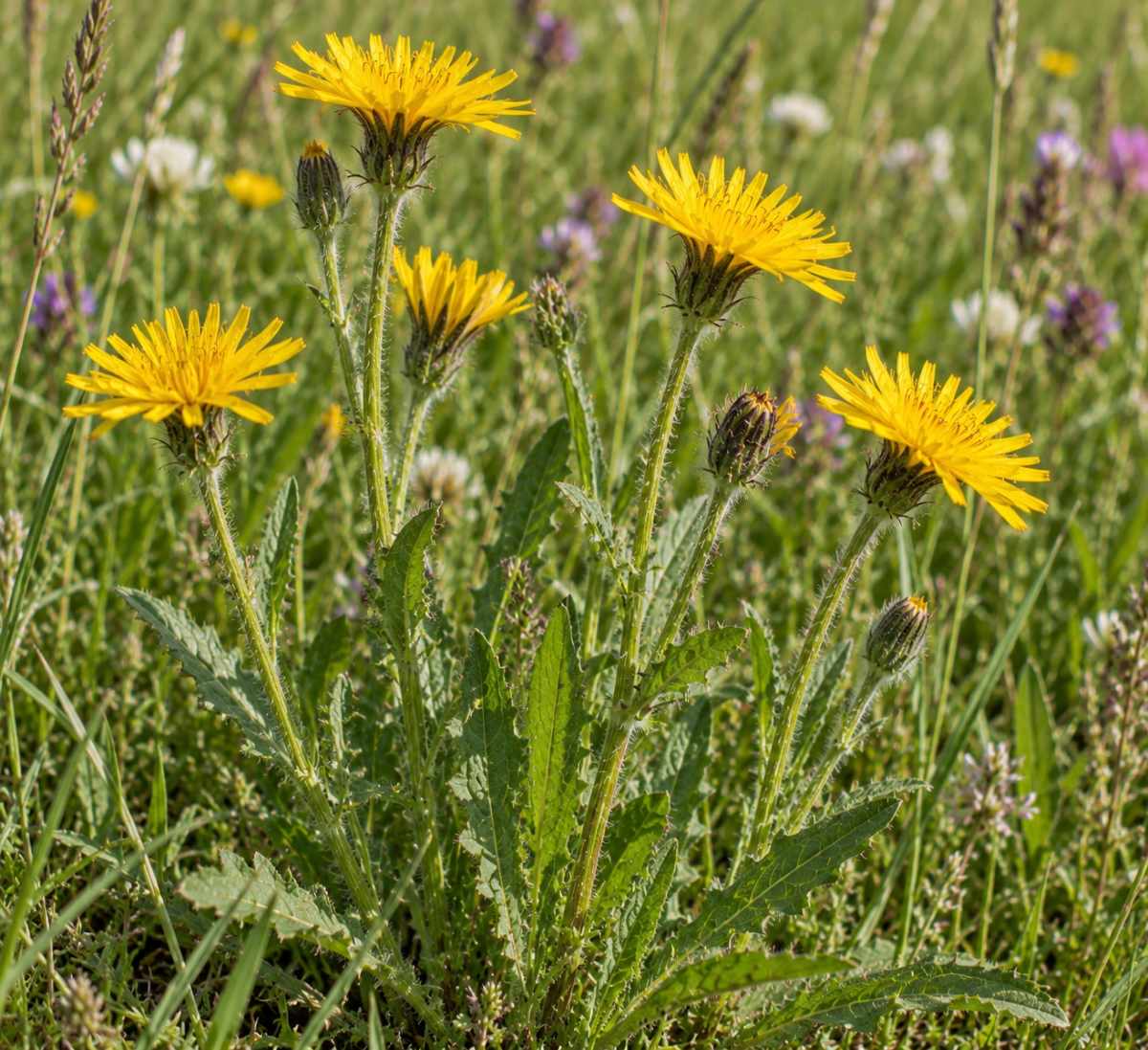 rough hawkbit seeds (leontodon hispidus)