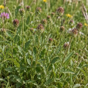 salad burnet seeds (sanguisorba minor)
