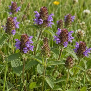 self heal seeds (prunella vulgaris)