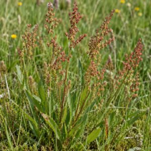 sheep's sorrel seeds (rumex acetosella)