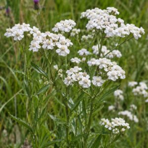 sneezewort seeds (achillea ptarmica)
