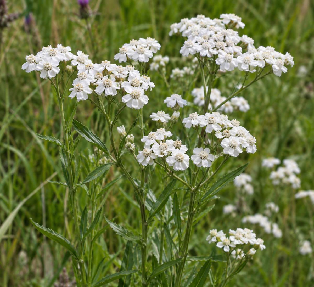 sneezewort seeds (achillea ptarmica)