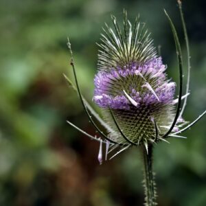 teasel seeds (dipsacus fullonum)