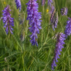 tufted vetch seeds (vicia cracca)