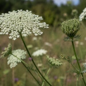 wild carrot seeds (daucus carota)