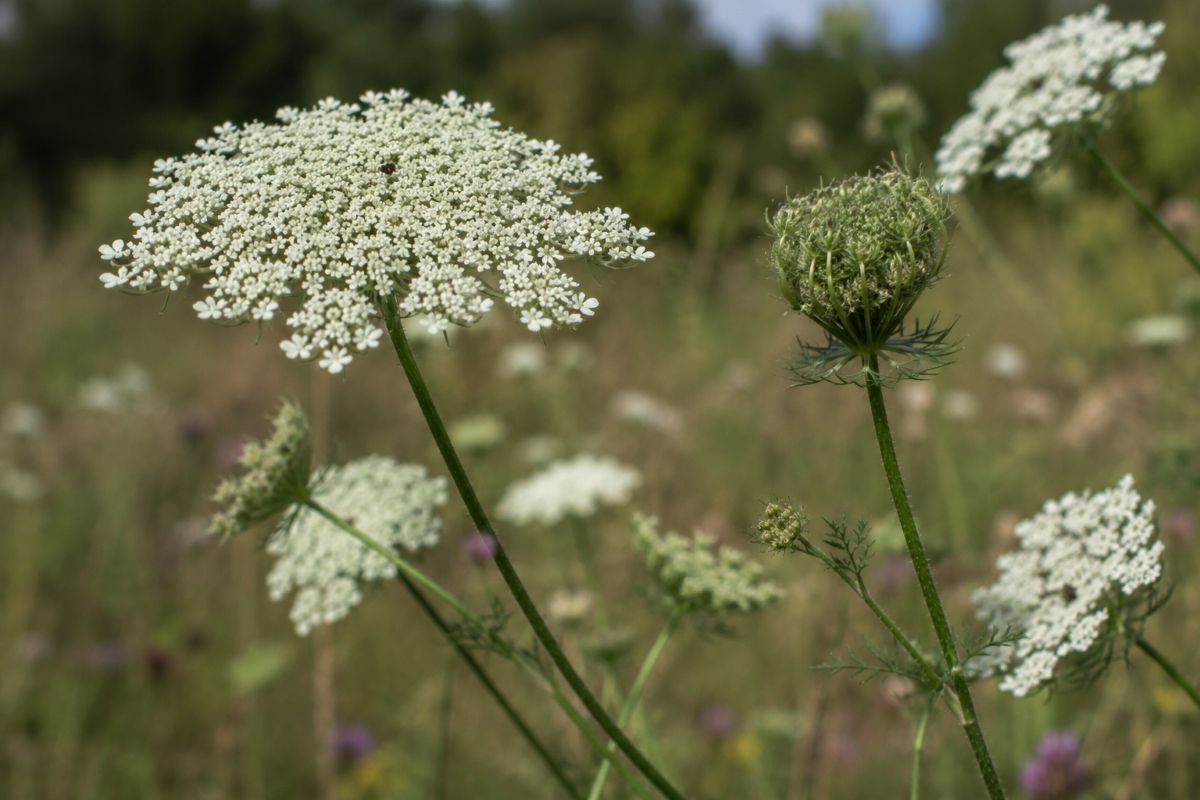 wild carrot seeds (daucus carota)