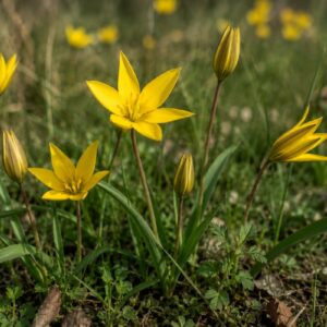 wild tulip bulbs (tulipa sylvestris)