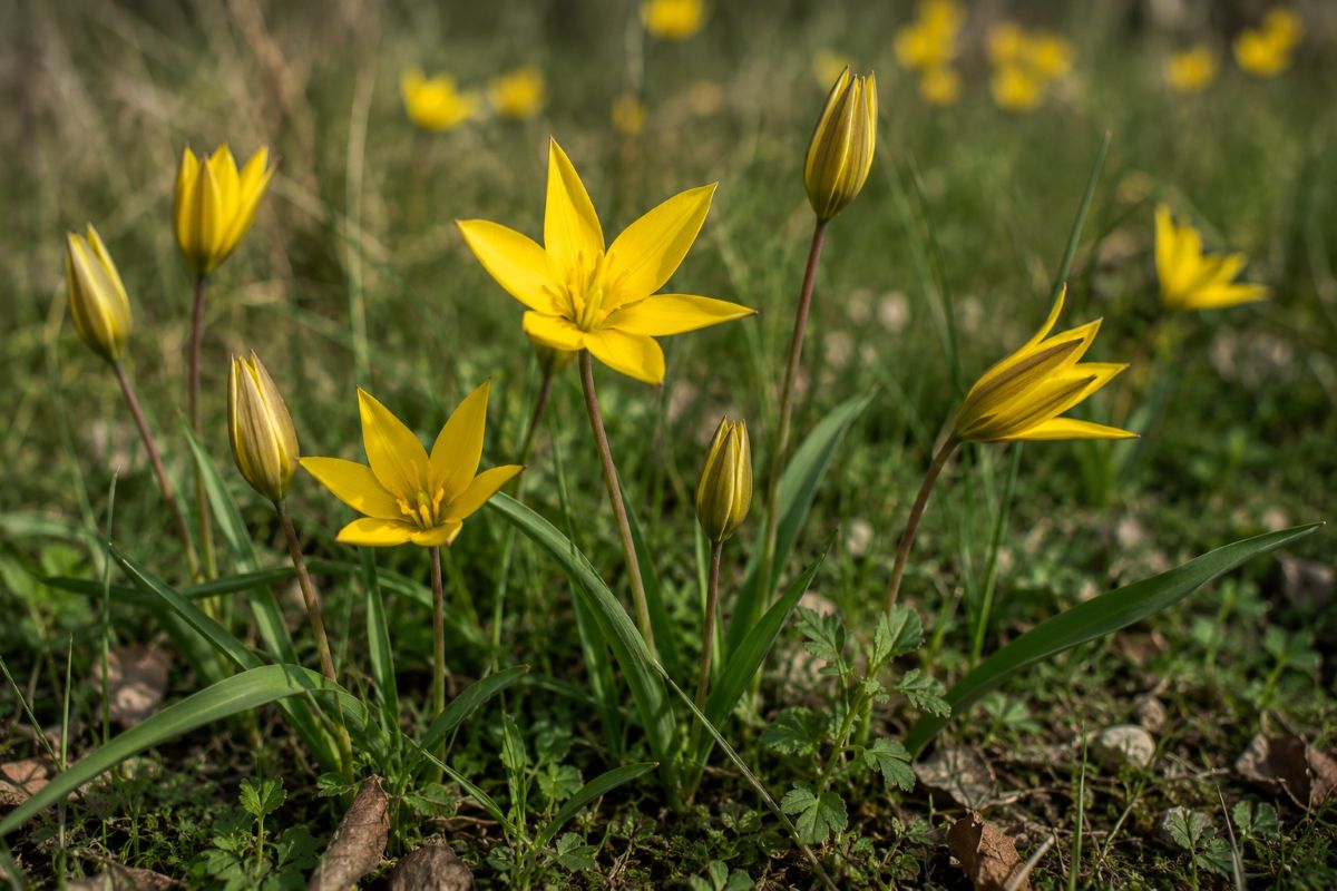 wild tulip bulbs (tulipa sylvestris)