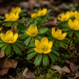 [draft – review] winter aconite bulbs (eranthis hyemalis)