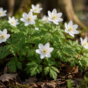 wood anemone rhizomes (anemone nemorosa)