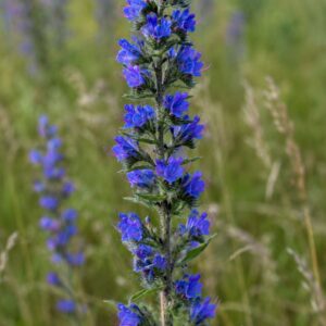 viper's bugloss seeds (echium vulgare)