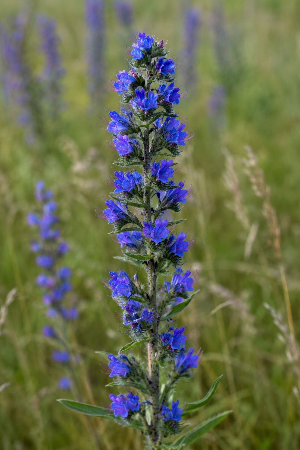 viper's bugloss seeds (echium vulgare)