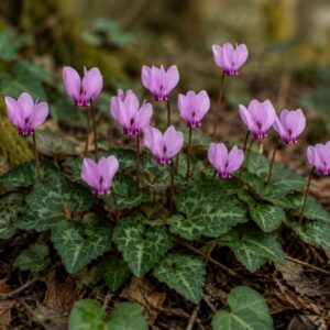 wild cyclamen tubers (cyclamen hederifolium)