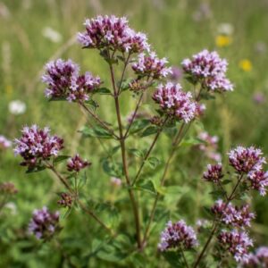 wild marjoram seeds (origanum vulgare)