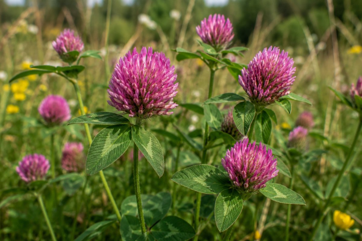 wild red clover seeds (trifolium pratense)