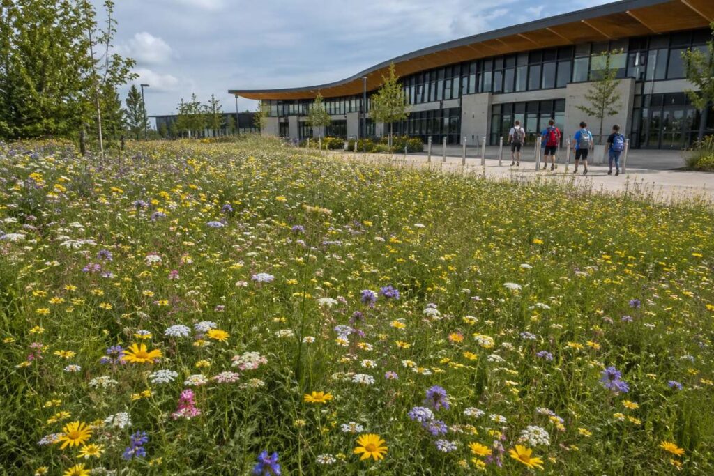 wildflower seeds for larger projects
