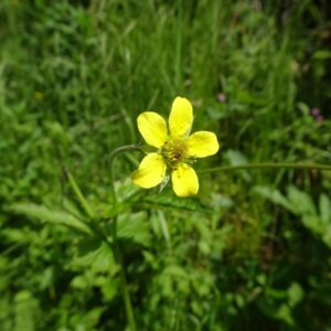 wood avens seeds (geum urbanum)