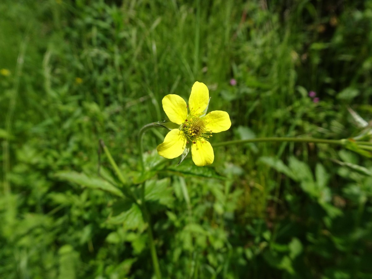 wood avens seeds (geum urbanum)