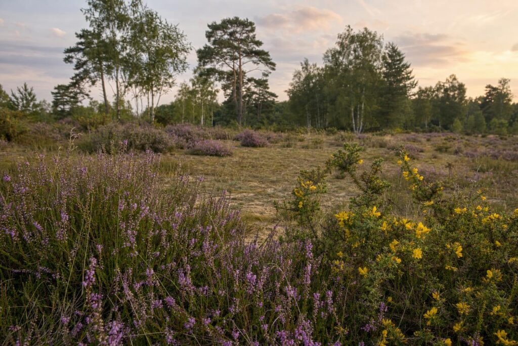 Purple heather and yellow gorse flowering together on the sandy, acidic ground of Bedfordshire's Greensand Ridge, with birch woodland edge behind.