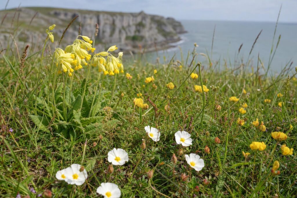 Limestone coastal grassland wildflowers including cowslip and bird's-foot trefoil on the Glamorgan Heritage Coast, Wales