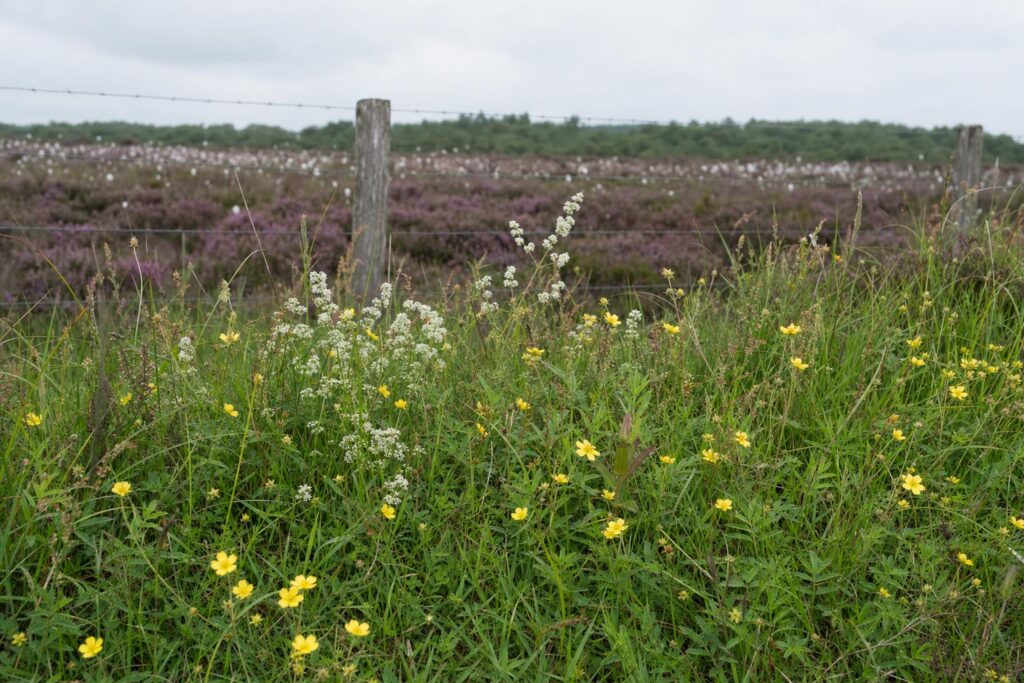 Acid grassland wildflowers including tormentil and heath bedstraw at the edge of a Greater Manchester mossland