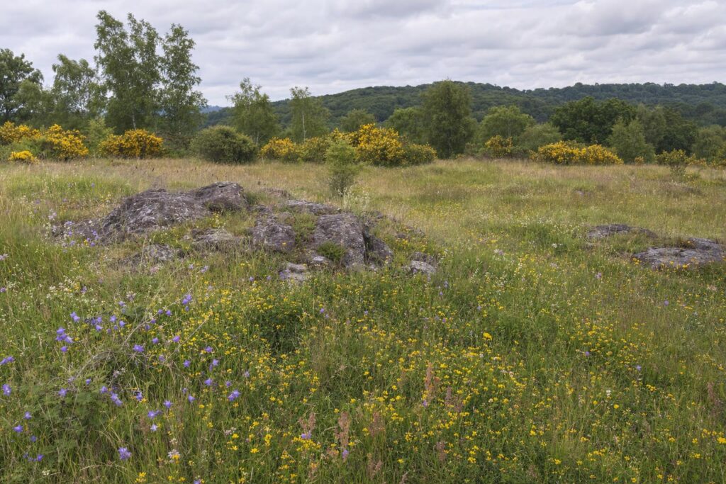 Charnwood Forest rocky outcrop meadow in Leicestershire with wildflowers