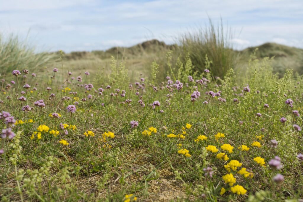 Sandy coastal grassland wildflowers including bird's-foot trefoil and restharrow near the Sefton coast dunes in Merseyside