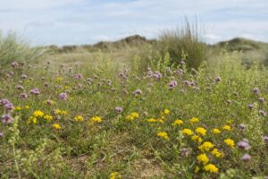 Sandy coastal grassland wildflowers including bird's-foot trefoil and restharrow near the Sefton coast dunes in Merseyside