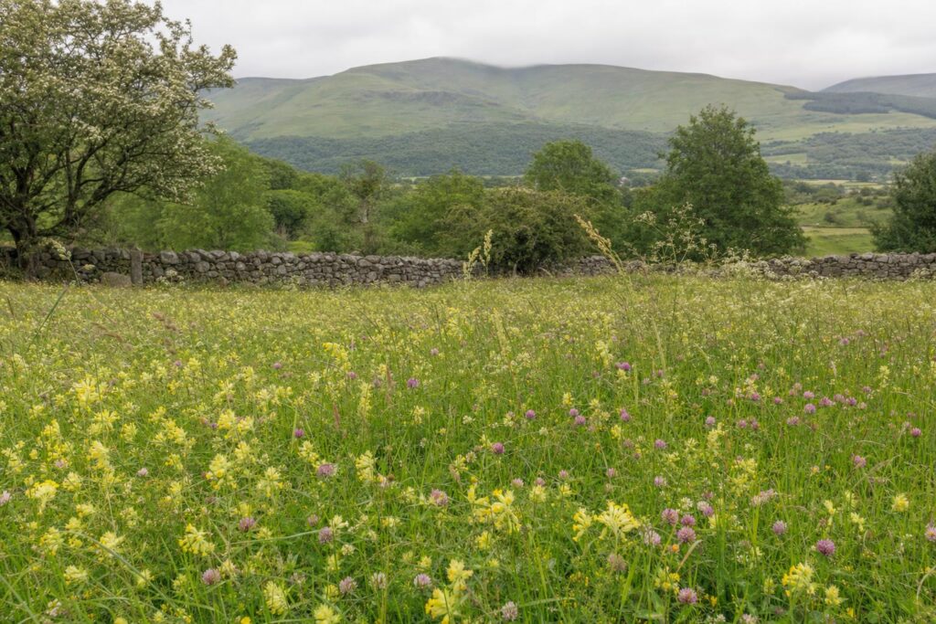Cambrian uplands meadow in Montgomeryshire with a dry stone wall and wildflowers