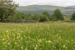 Cambrian uplands meadow in Montgomeryshire with a dry stone wall and wildflowers