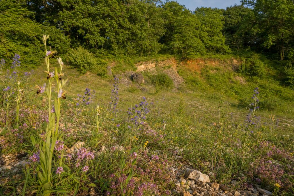 Rockingham Forest former ironstone quarry meadow in Northamptonshire with wild orchids