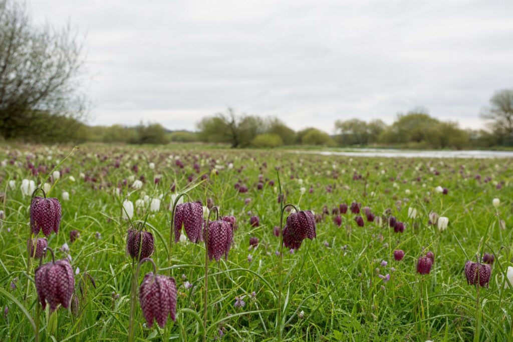 Snake's-head fritillary wildflower meadow in Oxfordshire, representing the county's ancient Thames-side hay meadows
