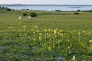 Limestone grassland meadow near Rutland Water with cowslips and grazing sheep