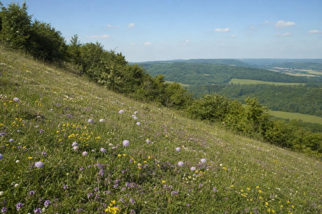 North Downs chalk grassland meadow in Surrey with wildflowers