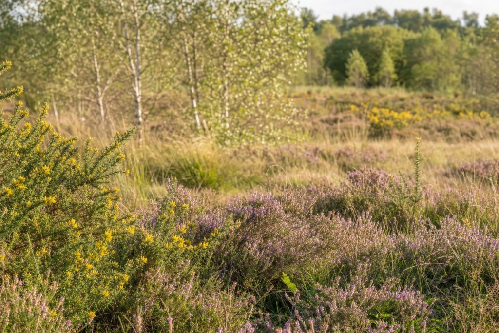 Heathland with flowering heather and gorse near Sutton Park in the West Midlands