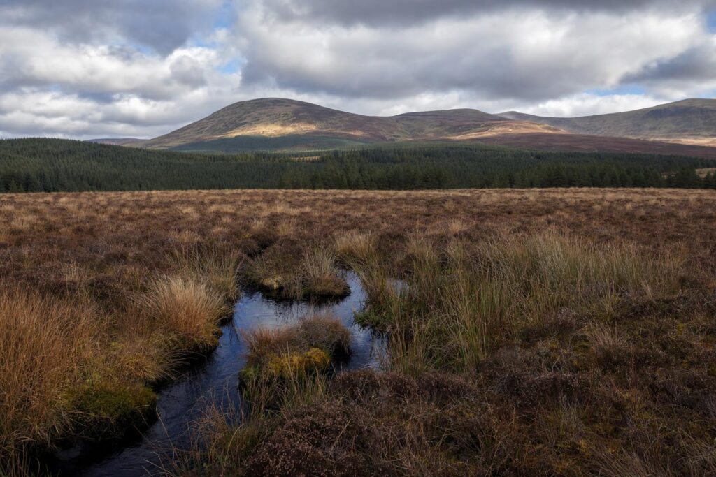 Peat bog and rough moorland grass in the Cambrian Mountains near Llanwrtyd Wells in autumn.