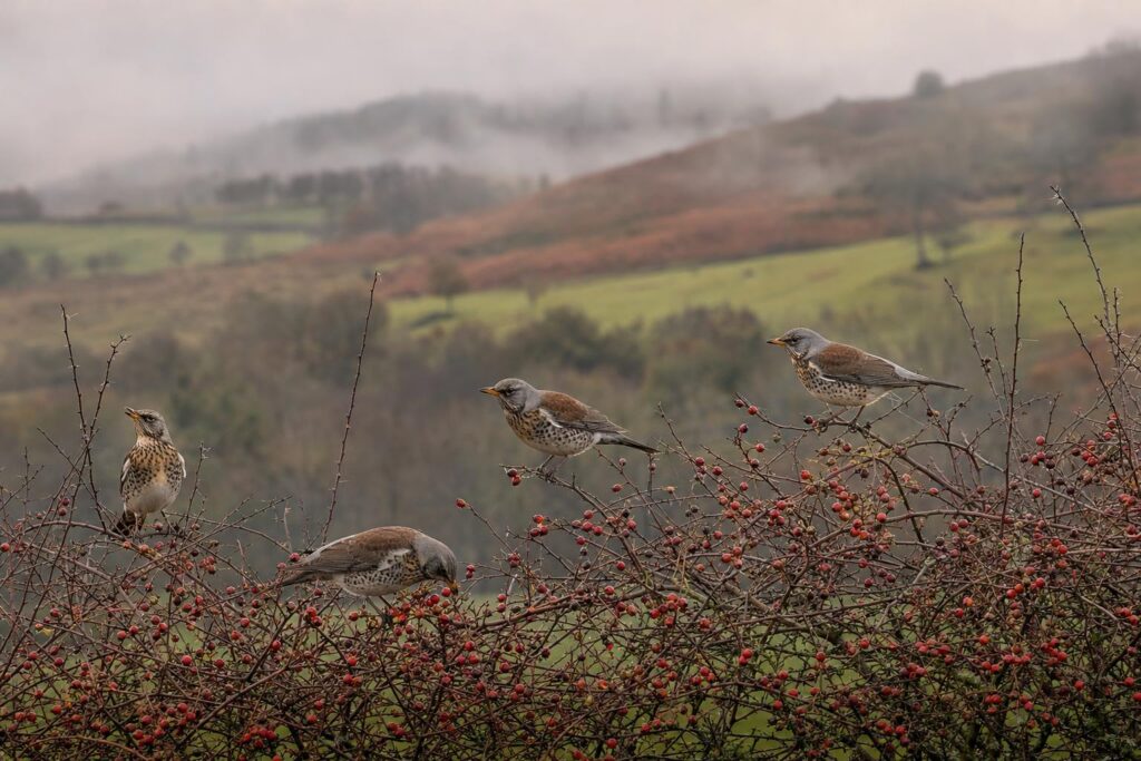 Fieldfares feeding on red hawthorn berries in a misty Mid Wales hedgerow in November.