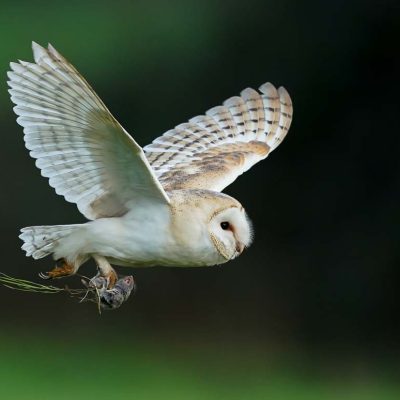 Barn-Owls_Meadow-Creation_Meadow-Restorationrestoration