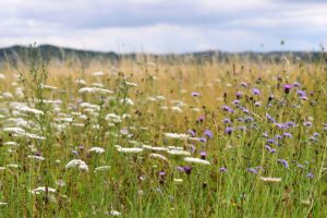 Wildflower seeds Kent_wildflower seeds Surrey_wildflower seeds Sussex_wildflower seeds Hampshire